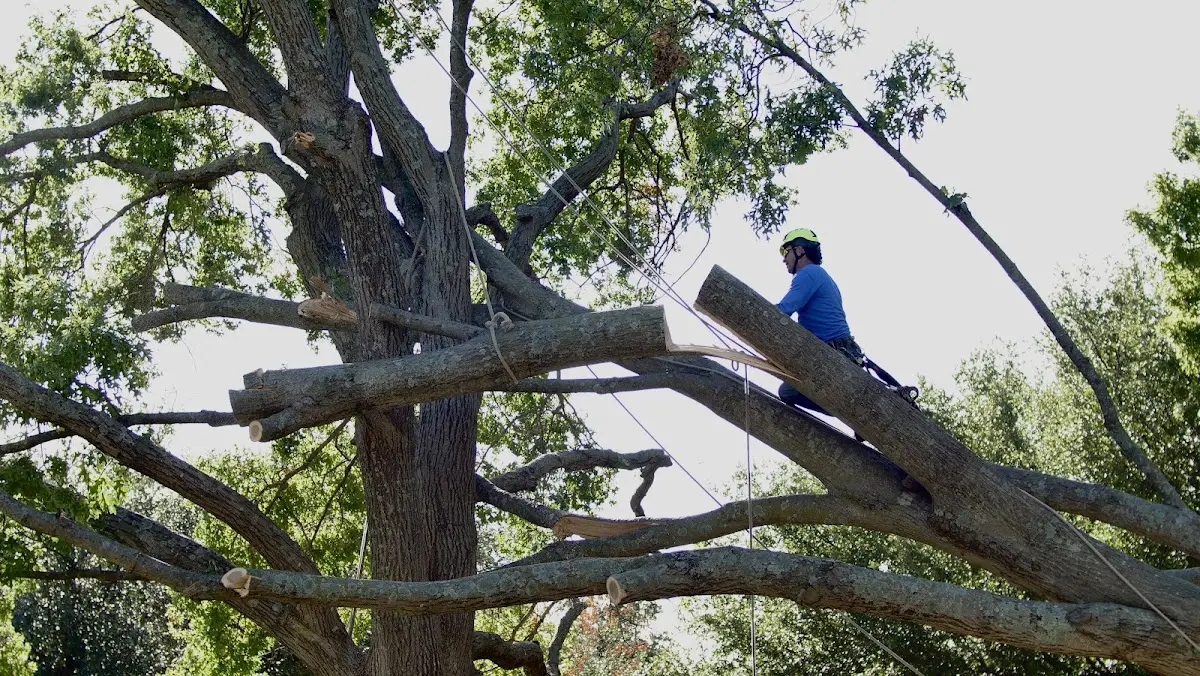 Professional Hazardous Tree Removal performed by certified arborists in Cardinal