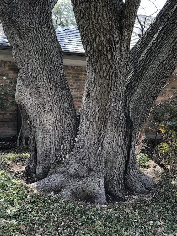 Mature heritage tree close to a Cardinal property cared for by certified arborists